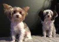 Guss, a male Yorkshire Terrier for sale in West Columbia, TX – 2 of 5