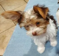 Guss, a male Yorkshire Terrier for sale in West Columbia, TX – 4 of 5
