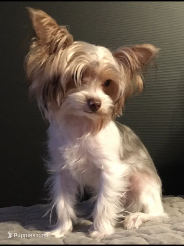 Guss – Yorkshire Terrier puppy for sale in West Columbia, TX