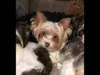 Guss, a male Yorkshire Terrier for sale in West Columbia, TX – 3 of 5