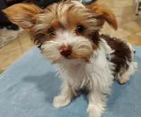 Guss, a male Yorkshire Terrier for sale in West Columbia, TX – 5 of 5