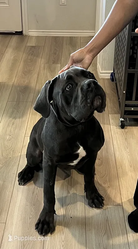 Ghost – Cane Corso puppy for sale in Killeen, TX