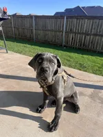 Ghost, a male Cane Corso for sale in Killeen, TX – 3 of 4