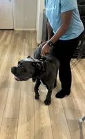 Ghost, a male Cane Corso for sale in Killeen, TX – 2 of 4