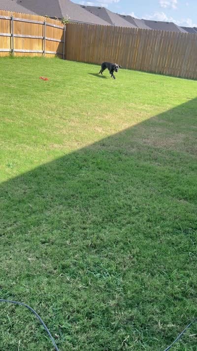 Ghost, a male Cane Corso for sale in Killeen, TX – 4 of 4