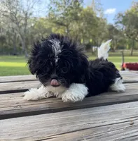 Brandon, a male Shih Tzu for sale in DeLand, FL – Photo 4 of 8