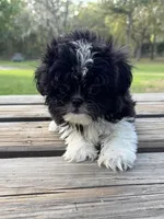 Brandon, a male Shih Tzu for sale in DeLand, FL – Photo 2 of 8