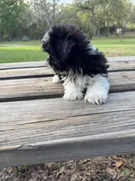 Brandon, a male Shih Tzu for sale in DeLand, FL – Photo 5 of 8