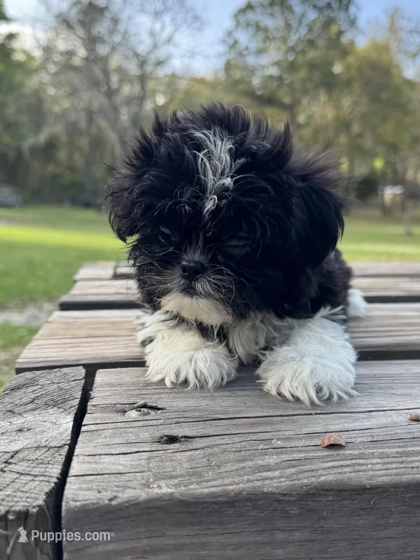 Brandon – Shih Tzu puppy for sale in DeLand, FL
