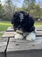 Brandon, a male Shih Tzu for sale in DeLand, FL – Photo 1 of 8