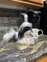 Brandon, a male Shih Tzu for sale in DeLand, FL – Photo 8 of 8