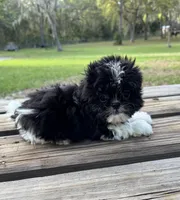 Brandon, a male Shih Tzu for sale in DeLand, FL – Photo 3 of 8