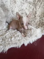 Dobbi, a male Chihuahua for sale in DeLand, FL – 4 of 5