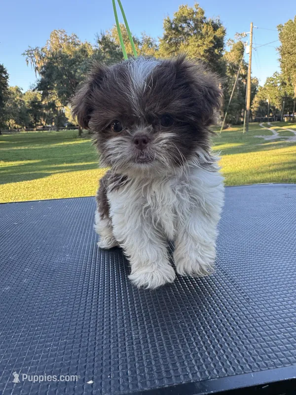Truffle – Shih Tzu puppy for sale in DeLand, FL