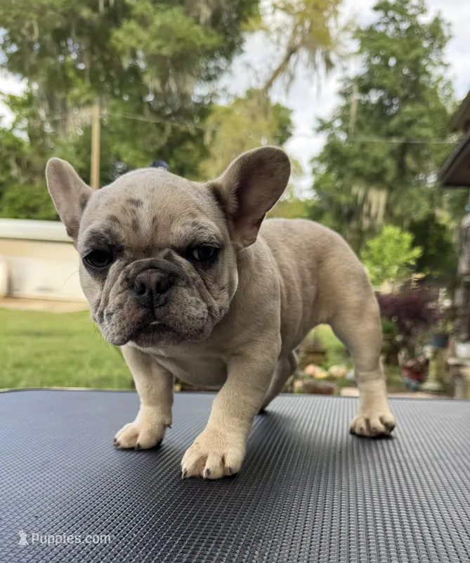 Kimmie – French Bulldog puppy for sale in DeLand, FL