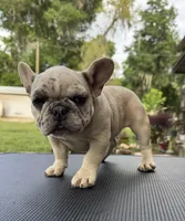 Kimmie, a female French Bulldog for sale in DeLand, FL – Photo 1 of 5