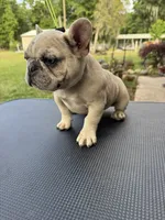 Kimmie, a female French Bulldog for sale in DeLand, FL – Photo 4 of 5