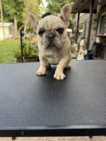 Kimmie, a female French Bulldog for sale in DeLand, FL – Photo 5 of 5