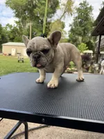 Kimmie, a female French Bulldog for sale in DeLand, FL – Photo 3 of 5