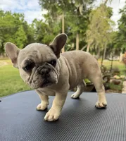 Kimmie, a female French Bulldog for sale in DeLand, FL – Photo 2 of 5