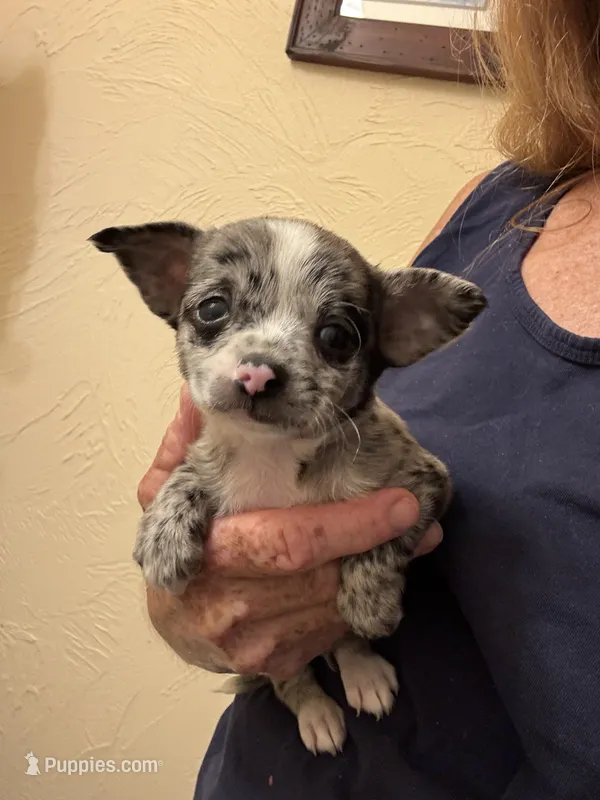 Bentley – Chihuahua puppy for sale in DeLand, FL