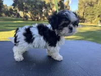 Timmy, a male Shih Tzu for sale in DeLand, FL – 4 of 4