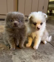 Paddy, a male Pomeranian for sale in DeLand, FL – 2 of 10