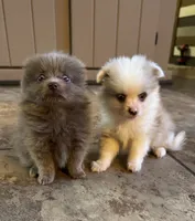 Sterling, a male Pomeranian for sale in DeLand, FL – 5 of 7
