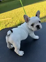 Penny, a female French Bulldog for sale in DeLand, FL – 5 of 6