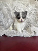 Bingo, a male Chihuahua and Pomeranian for sale in DeLand, FL – 4 of 6