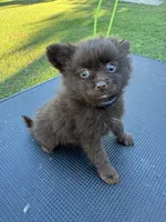 Cocoa, a female Chihuahua and Pomeranian for sale in DeLand, FL – 2 of 4