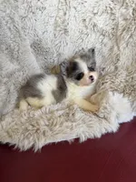 Bingo, a male Chihuahua and Pomeranian for sale in DeLand, FL – 6 of 6