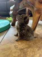 Lilly, a female Chihuahua for sale in DeLand, FL – 3 of 4