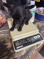 Coal, a male Chihuahua for sale in DeLand, FL – 3 of 4
