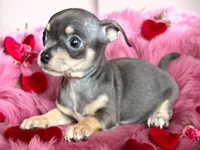 Ollie, a male Chihuahua for sale in DeLand, FL – Photo 1 of 6