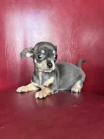 Ollie, a male Chihuahua for sale in DeLand, FL – Photo 3 of 6