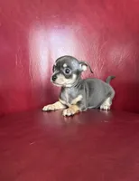 Ollie, a male Chihuahua for sale in DeLand, FL – Photo 2 of 6