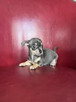 Ollie, a male Chihuahua for sale in DeLand, FL – Photo 4 of 6