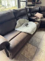 Ollie, a male Chihuahua for sale in DeLand, FL – Photo 6 of 6