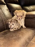 Bindi, a female Chihuahua for sale in DeLand, FL – 4 of 4