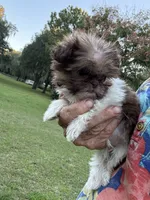 Tinkerbelle, a female Shih Tzu for sale in DeLand, FL – 2 of 8