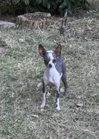 Daphne, a female Chihuahua for sale in DeLand, FL – 3 of 4