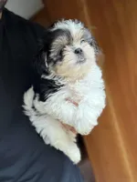 Timmy, a male Shih Tzu for sale in DeLand, FL – 2 of 4