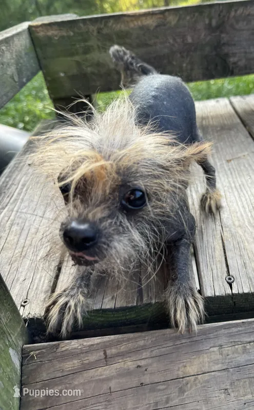 Tyson – Chihuahua puppy for sale in DeLand, FL