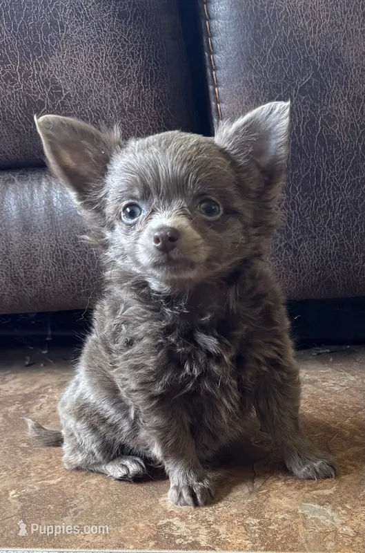 Lilly – Chihuahua puppy for sale in DeLand, FL