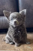 Lilly, a female Chihuahua for sale in DeLand, FL – 1 of 4