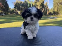 Timmy, a male Shih Tzu for sale in DeLand, FL – 3 of 4