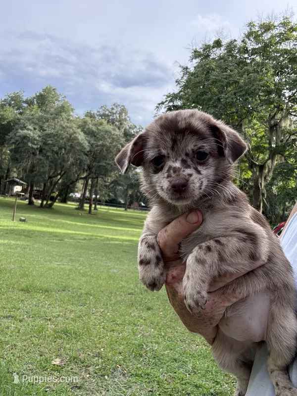 Bindi – Chihuahua puppy for sale in DeLand, FL