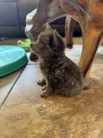 Lilly, a female Chihuahua for sale in DeLand, FL – 4 of 4