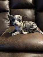 Bentley, a male Chihuahua for sale in DeLand, FL – 4 of 5
